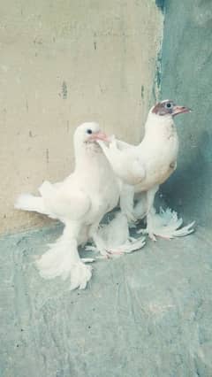 Gubara pigeon