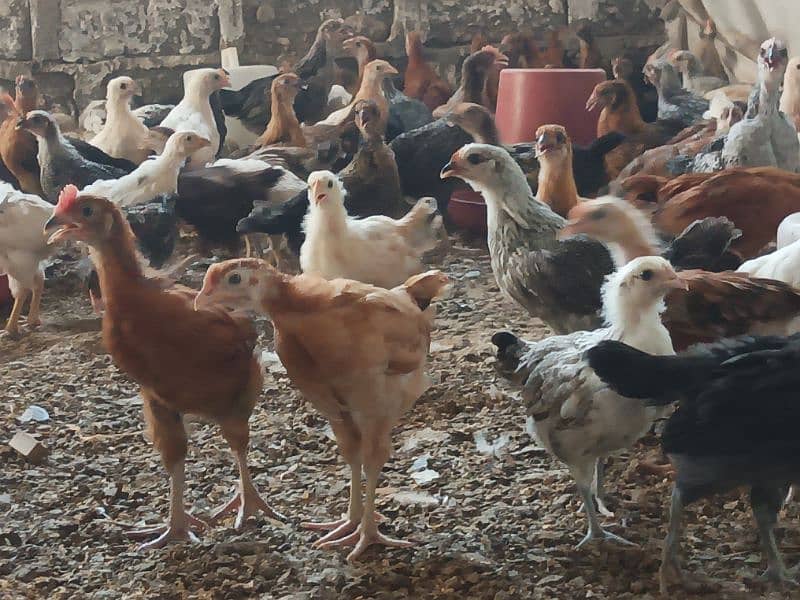300 Per Chick Age(02Months),(08Weeks) For Sale 1