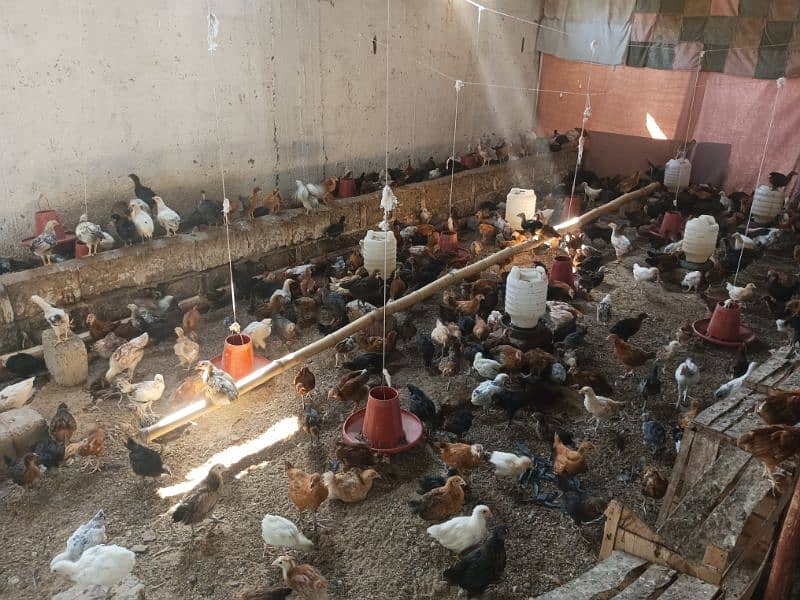 300 Per Chick Age(02Months),(08Weeks) For Sale 2