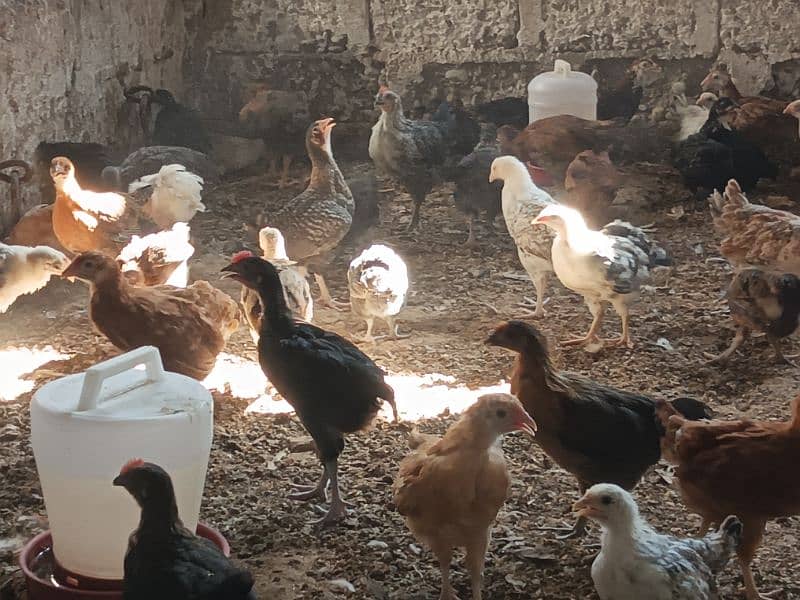 Golden Misri Chiks/300 Per Chick Age(02Months,08Weeks,Hens,Chozy,Anday 3