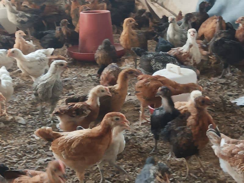 300 Per Chick Age(02Months),(08Weeks) For Sale 4