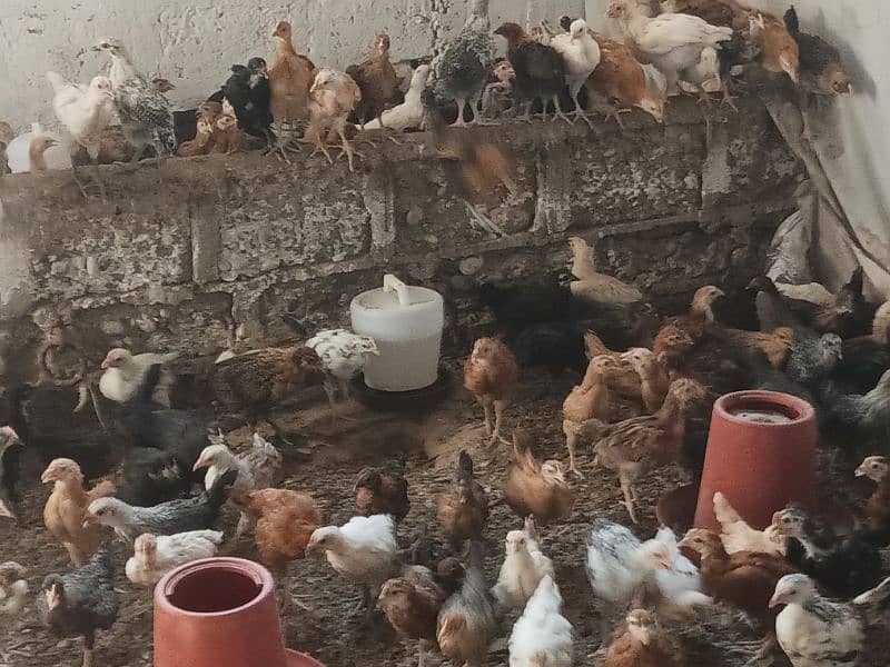 Golden Misri Chiks/300 Per Chick Age(02Months,08Weeks,Hens,Chozy,Anday 5