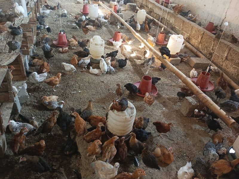 Golden Misri Chiks/300 Per Chick Age(02Months,08Weeks,Hens,Chozy,Anday 6