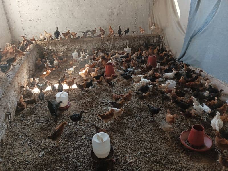 Golden Misri Chiks/300 Per Chick Age(02Months,08Weeks,Hens,Chozy,Anday 7