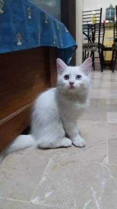 Persian male kitten looking for new home 0