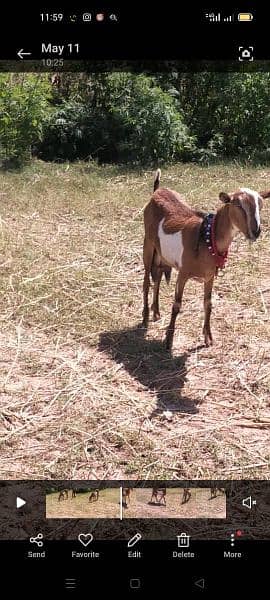 Milky goat For sale 1