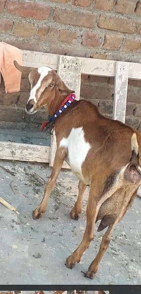 Milky goat For sale 2
