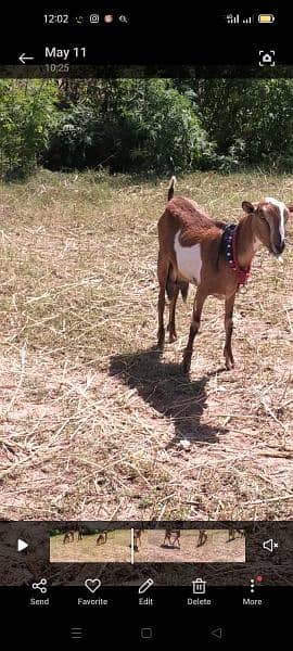 Milky goat For sale 3