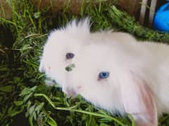 Loin lop blue eyes Rabbit baby pair so beautiful healthy active cute