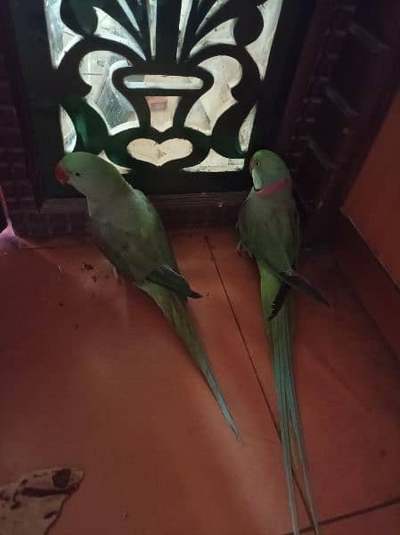 Raw parrot Pair available for sell fully hand tamed and talkative pair 1