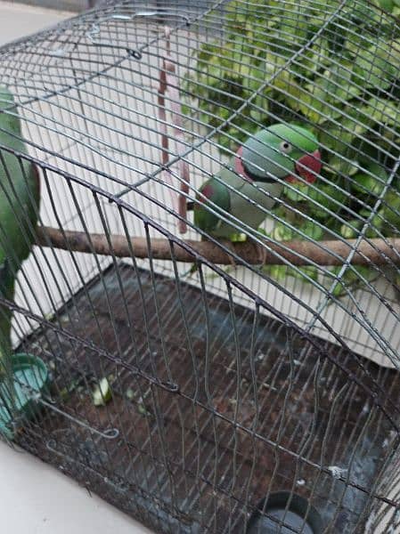 Raw parrot Pair available for sell fully hand tamed and talkative pair 5