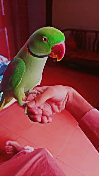 Raw parrot Pair available for sell fully hand tamed and talkative pair 6