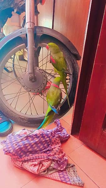 Raw parrot Pair available for sell fully hand tamed and talkative pair 8