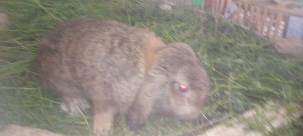 Rabit | Rabbit | bunny | khargosh | Rabits for sale 10
