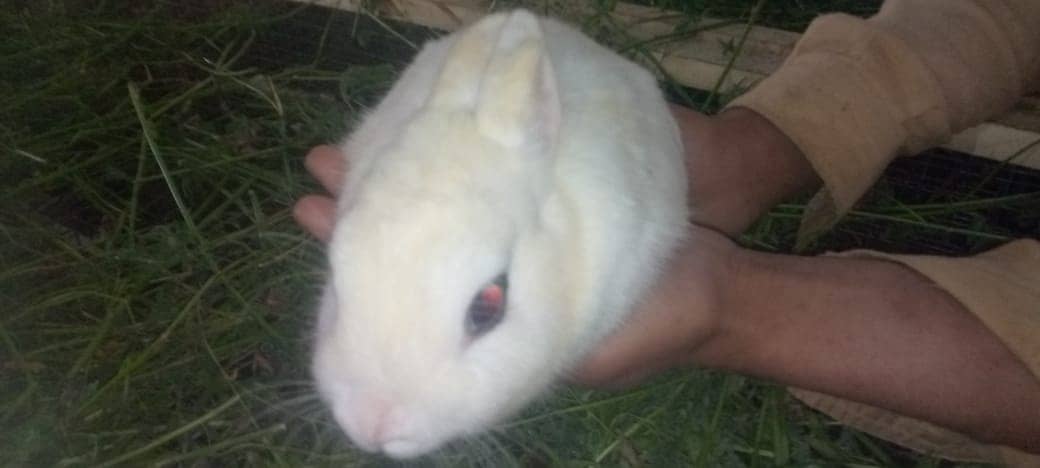 Rabit | Rabbit | bunny | khargosh | Rabits for sale 19