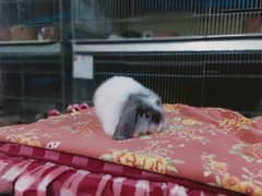 lop Rabbit so beautiful so friendly cute good for pets