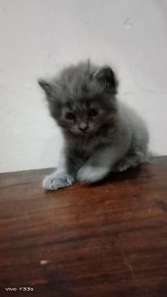 Gray persian kitten 0