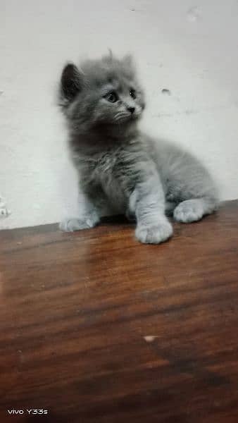 Gray persian kitten 1