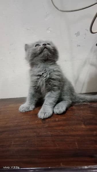 Gray persian kitten 2