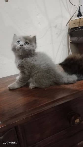 Gray persian kitten 3