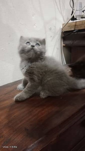 Gray persian kitten 4