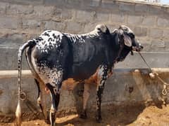 Qurbani Cow For Sale | Been taken care with good feed