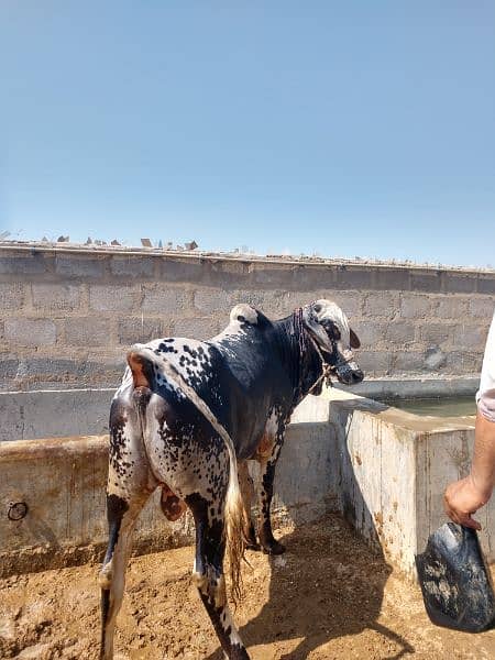 Qurbani Cows For Sale | Been taken care with good feed 1
