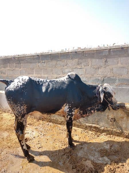 Qurbani Cows For Sale | Been taken care with good feed 3