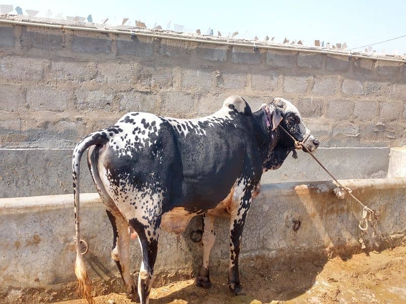 Qurbani Cows For Sale | Been taken care with good feed 4