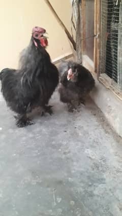 Bantam pair and silkie hen