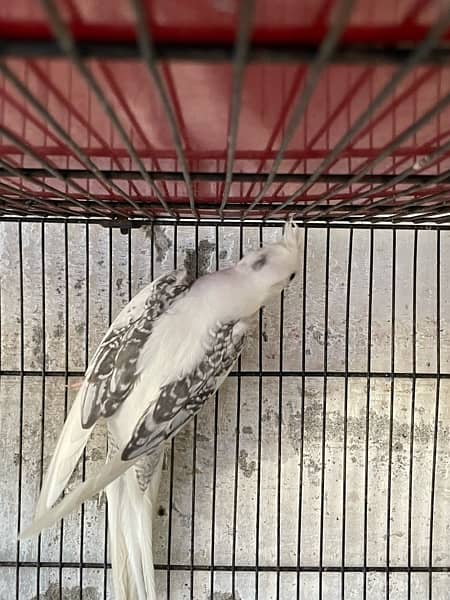 Cocktail Male for Sale. 2