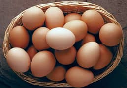 high quality aseel eggs for sale 03456745532 0