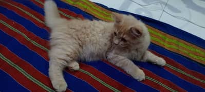 3 month of age Persian kitten for sell 0