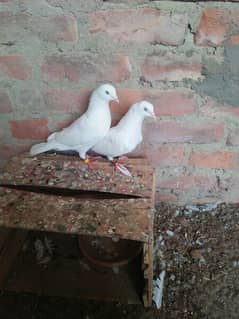 Pure White pair for Sale  Contact # 03047581477 0