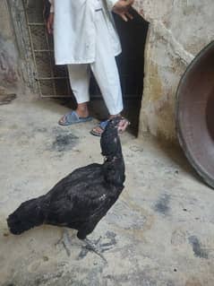 Sindhi Murgi Black in Color