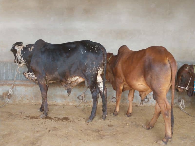 Qurbani Cows For Sale | Been taken care with good feed 6