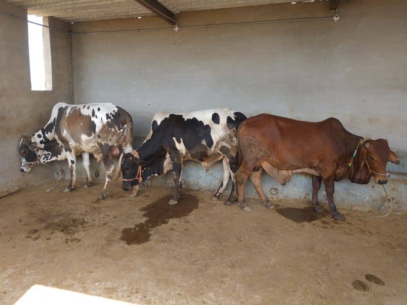 Qurbani Cows For Sale | Been taken care with good feed 9