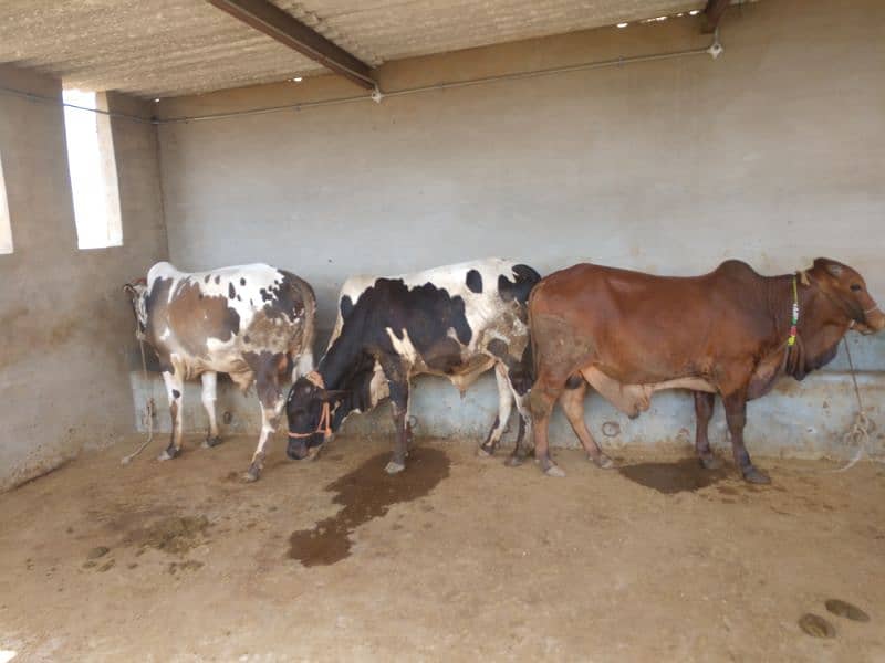 Qurbani Cows For Sale | Been taken care with good feed 12