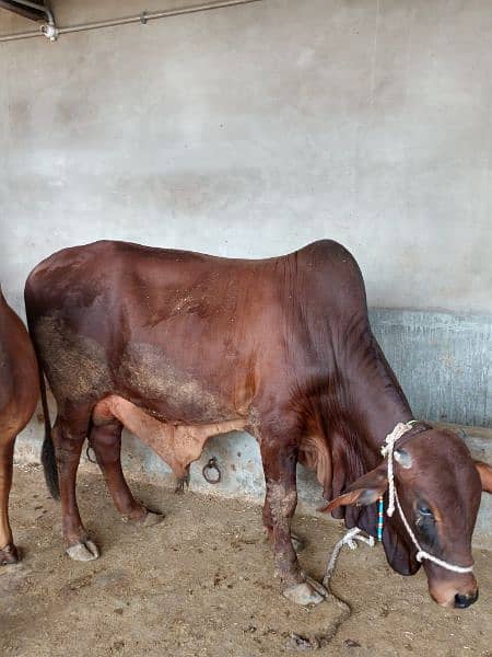Qurbani Cows For Sale | Been taken care with good feed 14