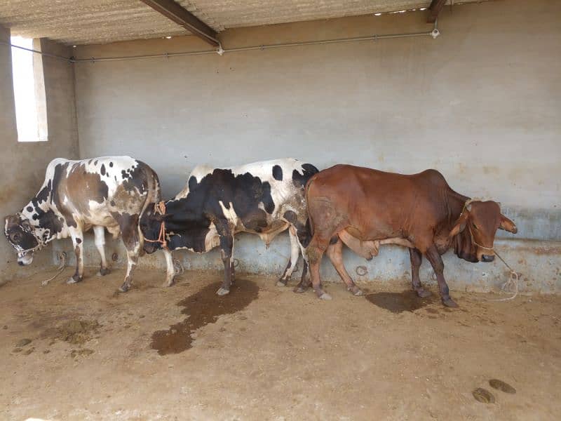 Qurbani Cows For Sale | Been taken care with good feed 15