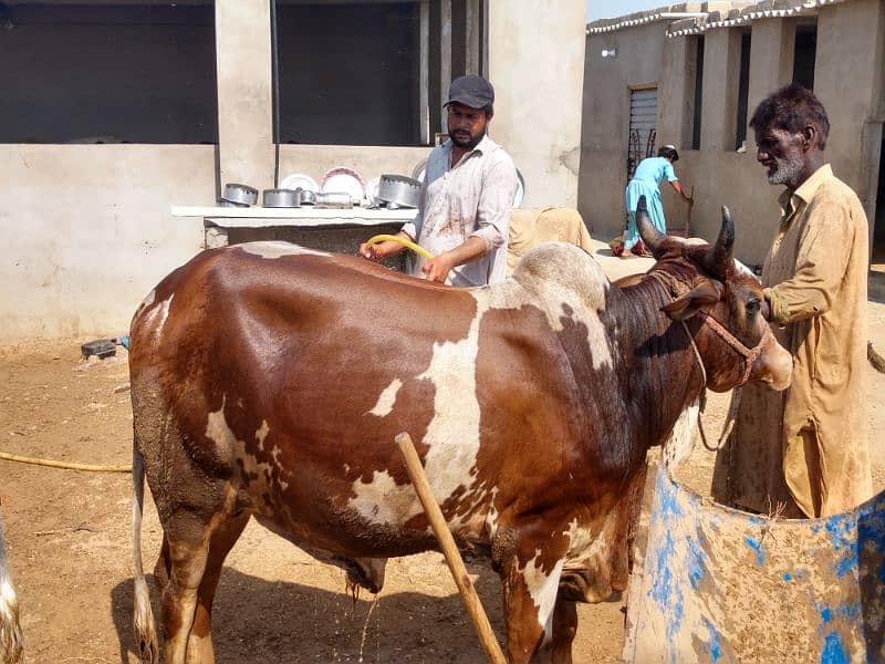 Qurbani Cows For Sale | Been taken care with good feed 18