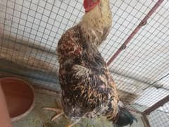 active and healthy rooster