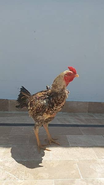 active and healthy rooster 1