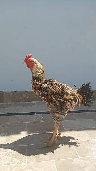 active and healthy rooster 2