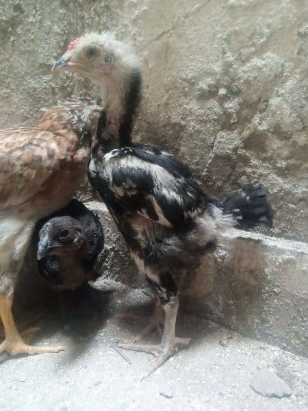 Aseel heera croos chicks for sale 1