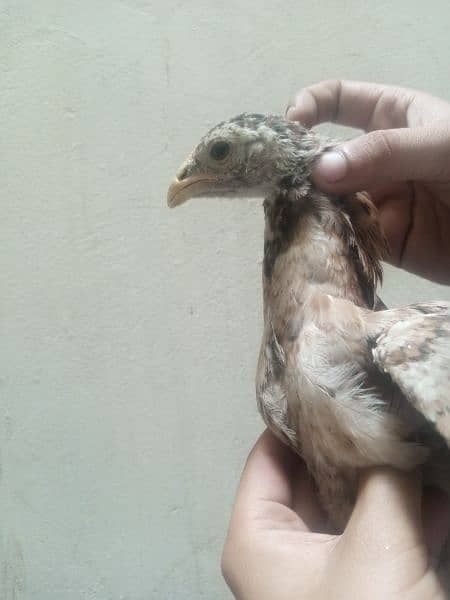Aseel heera croos chicks for sale 2