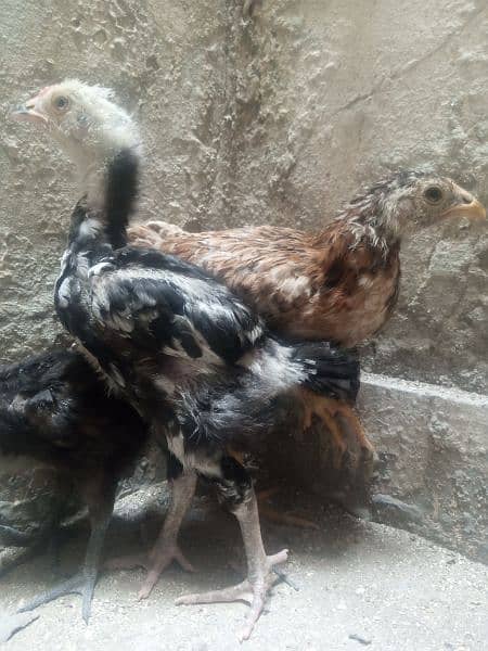 Aseel heera croos chicks for sale 3