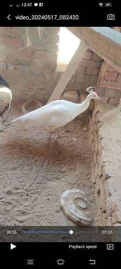Paper white female available call r what# up 03055687059