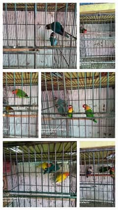 Adult  love birds and confirm pairs 0