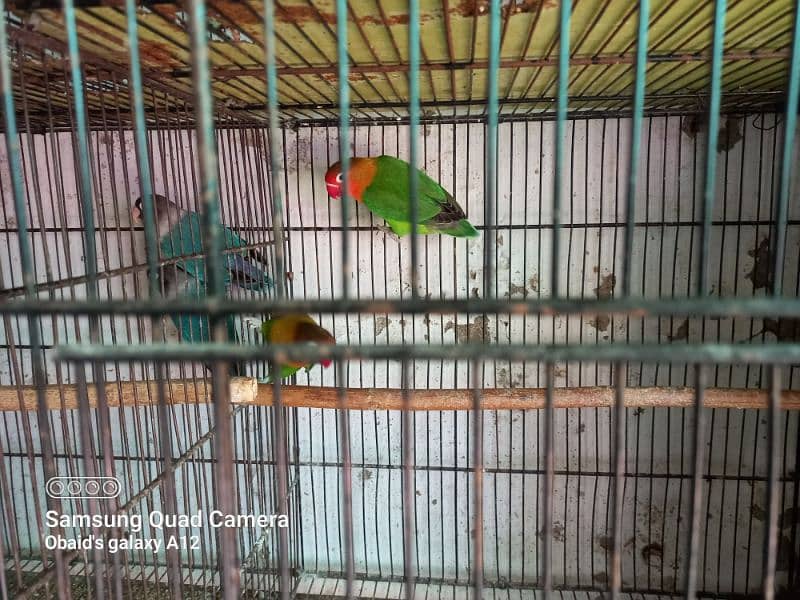 Adult  love birds and confirm pairs 1